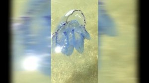 Где рот у медузы Корнерот?