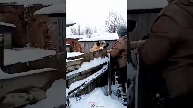 АЛТАЙ ИЗ ПРИЮТА «ДОМ ДОБРА» г. Вязьма ИЩЕТ ДОМ🏡