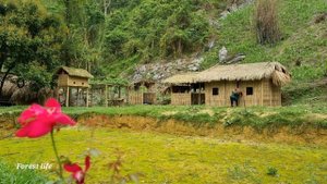 Harvest, sweet potato, go to market to sell, daily life, forest life