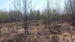 Ястреб-тетеревятник Сильва. Полеты на руку.