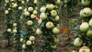 Яблоня колоновидная Гирлянда (malus) ? яблоня Гирлянда обзор: как сажать саженцы яблони Гирлянда
