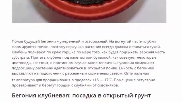 Бегония клубневая, посадка и уход в саду смотреть онлайн