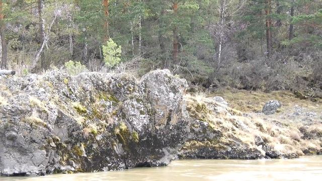 Алтай и на камнях растет маральник (багульник) в 4К.