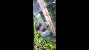 НЕ КОПАЙ КОЛОДЕЦ ПОКА НЕ ПОСМОТРЕЛ ЭТО ВИДЕО. ПРЕИМУЩЕСТВО СКВАЖИНЫ ПЕРЕД КОЛОДЦЕМ.
