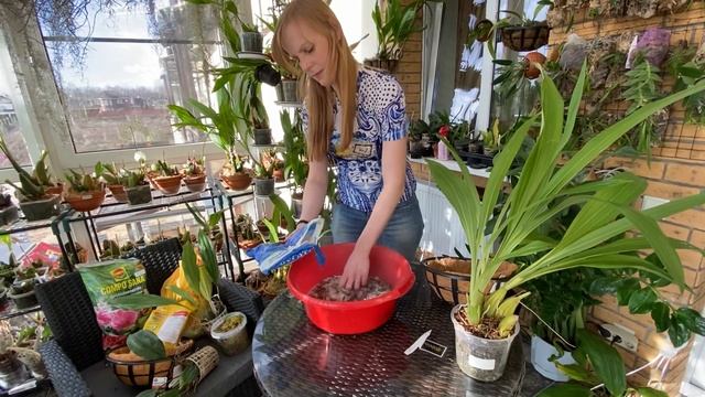 Орхидея Stanhopea , стангопея смотреть онлайн