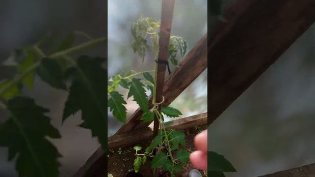 Мои томаты после подкормки бражкой и зольным настоем. смотреть онлайн