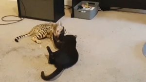 Bengal and Savannah Kittens Play Wrestling