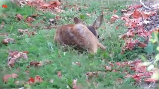 Wittlicher Tierwelt. Rehe (rus. Дикая природа Виттлиха. Косуля) смотреть онлайн