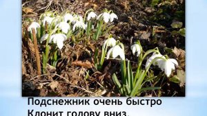 Умырзая (Подснежник)