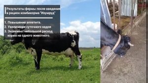 Лучший корм для коров. Честный отзыв от клиента.