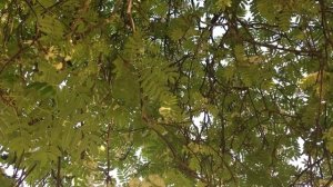 Rowan (Sorbus aucuparia) - leaves & branches - May 2018