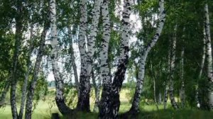 Отчего так в России берёзы шумят