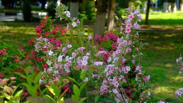 Вейгела , весна 2022 смотреть онлайн