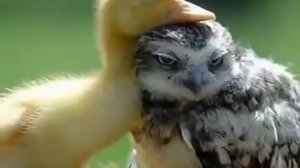 Бог любит малых воробьев