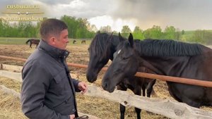 Карачаевские ножи и карачаевские кони