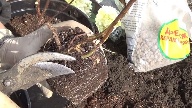 Гортензия в коробке проснулась и дольше её хранить в холодильнике нельзя. смотреть онлайн