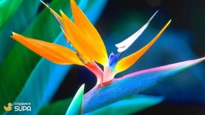 Экзотические растения.