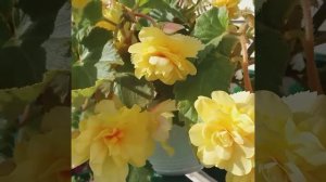 Красотка Бегония Белина желтая