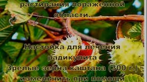 Древний способ лечения конским каштаном