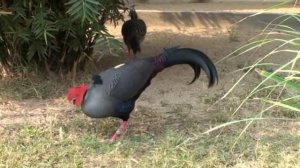 Siamese Fireback Pheasant  in captivity