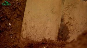 ? Сажаем розу правильно: где и как - 7 дач