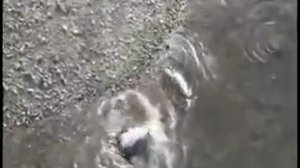 Сомы в Чернобыле едят птиц