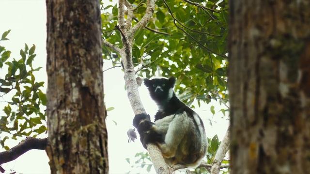 Island of Lemurs: Madagascar - Official Trailer [HD] смотреть онлайн