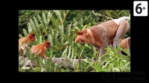 Удивительные соседи. Носач