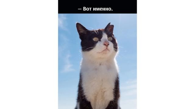 АВТОБУС ДО КУХОНЬКИ ))) Приколы с котами | Мемозг 1083 смотреть онлайн