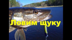 Щука выбирает цвет. Поймал щуку руками