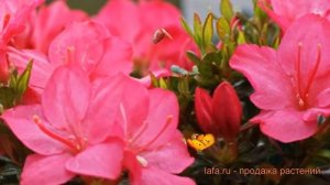 Азалия японская Анук (azalea japonica anouk) ? азалия Анук обзор: как сажать саженцы азалии Анук