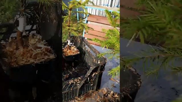 ?Обзор одной из последних отправок ели голубой Глаука Глобоза из питомника GreenPlanet37?