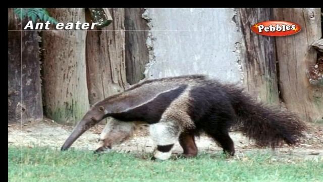 Encyclopedia of Animals || Addax, Agoutis, Alpacas, Ant Eater, Antelope, Armadillo and More смотреть онлайн