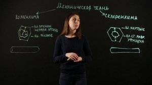 БИОЛОГИЯ 6 класс: Ткани растений - Механические