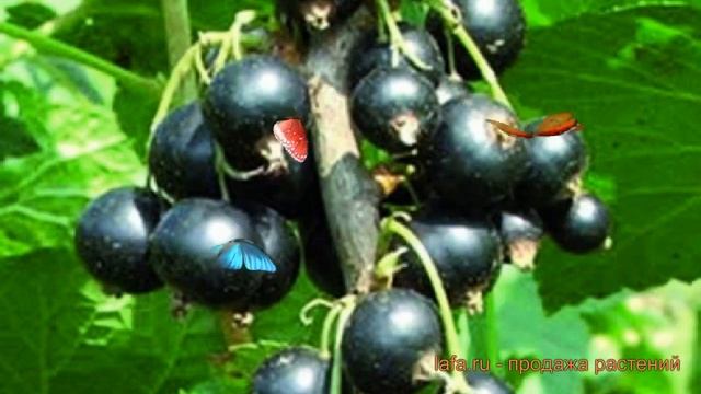 Смородина черная Ажурная (ribes nigrum azhurnaia) ? обзор: как сажать, саженцы смородины Ажурная смотреть онлайн