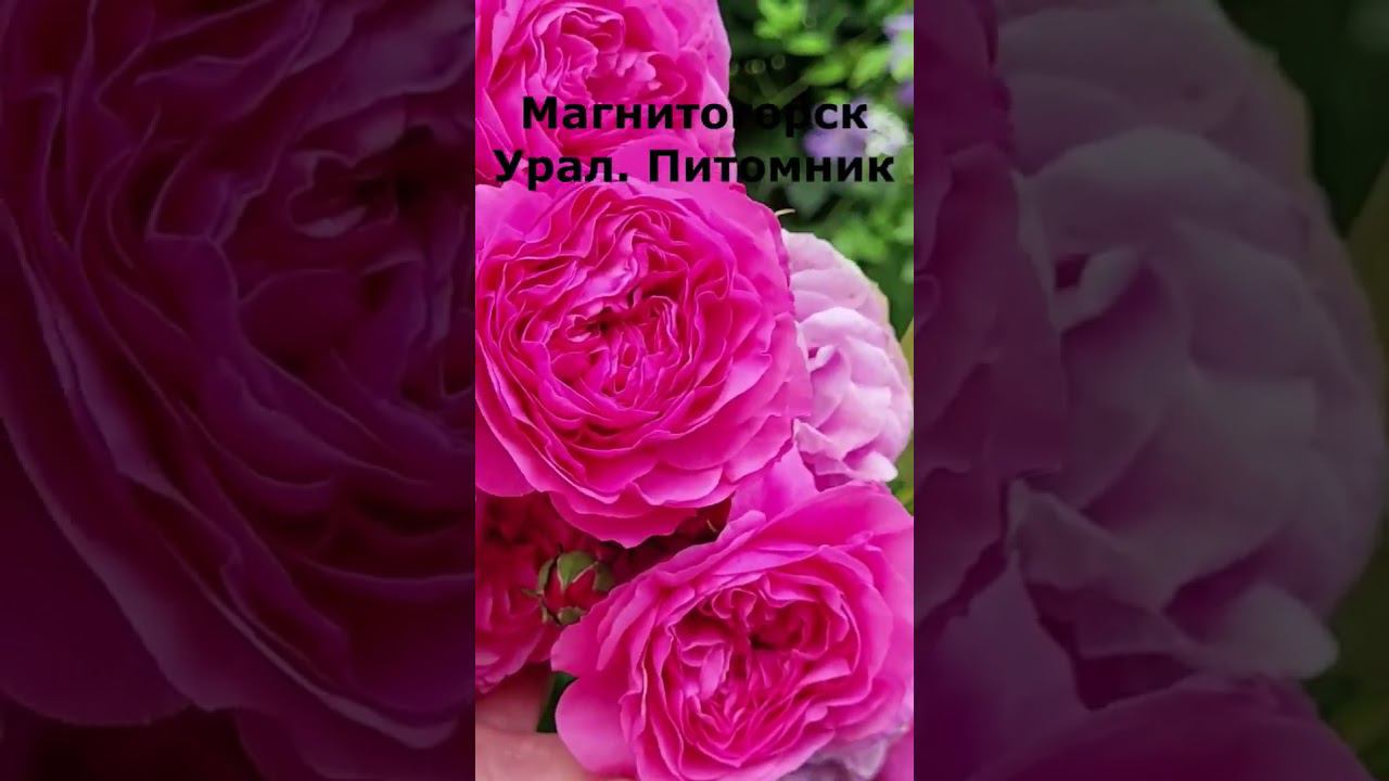 Английские розы. Гортензии и клематисы. Саженцы. Спрашивайте каталог на вацап  89193271772