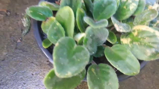 Обзор моих цветочков🌷🌷🌷 смотреть онлайн