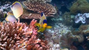 Какие виды рыб из отряда Окунеобразных (Perciformes) можно встретить в водах Сейшельских островов ?