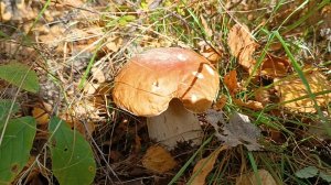 Последние подарки осеннего леса.