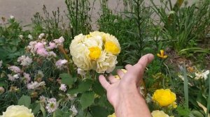 Голден Бордер/Golden Border - идеальная бордюрная роза ???