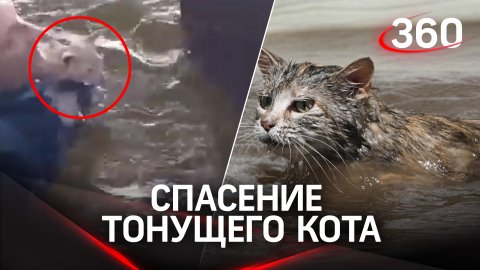 Кота сбросили с моста, но его спасли в последний момент