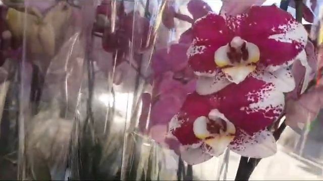 Красивый привоз орхидей .Центр.рынок.Майкоп. смотреть онлайн