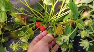 Сбор клубники сорт Клери в теплице.