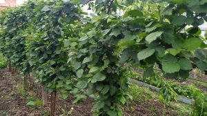 Ежевика Тройная Корона, почему такие разные сроки цветения и созревания