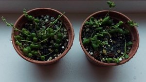 Секрет полива Крестовника Роули