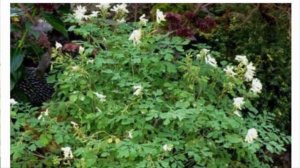 Хохлатка: посадка и уход в открытом грунте, пересадка, размножение.