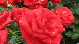 Мой Розовый Сад 2019г.Саша (роза флорибунда).