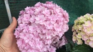 Гортензия крупнолистная You & Me Together #гортезия#крупнолистная#черенки#продажа#новосибирск#