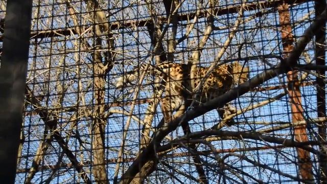 Леопард верхолаз! Парк львов "Тайган" смотреть онлайн