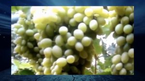 Виноград Элегант